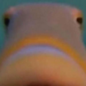 Meet your Posher, Shenuz